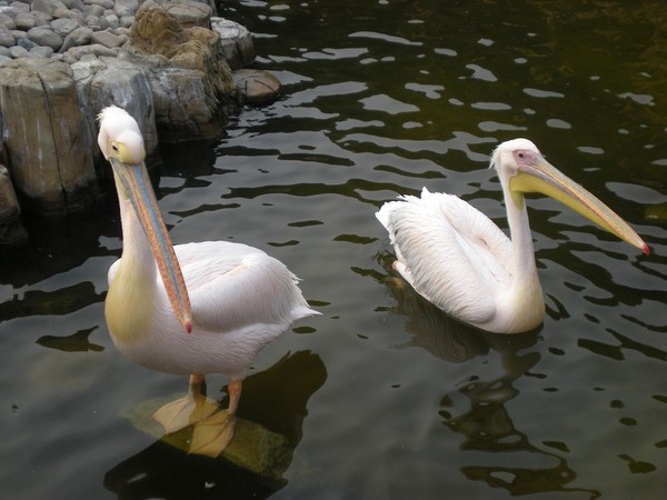 大连老虎滩海洋公园小记21