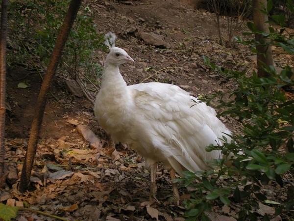 大连老虎滩海洋公园小记17