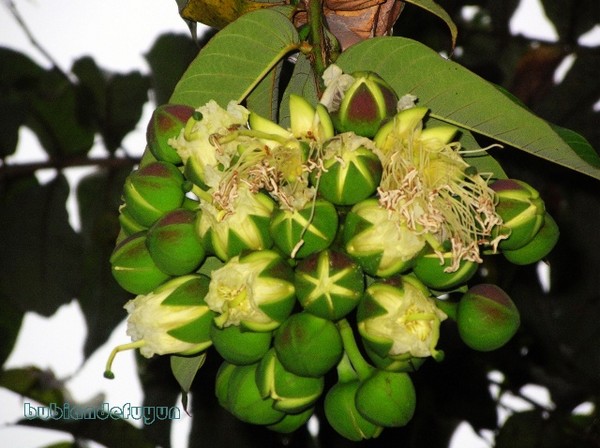 【彩云追梦】（11）在勐仑，荡花枝蝶翅蹁跹1