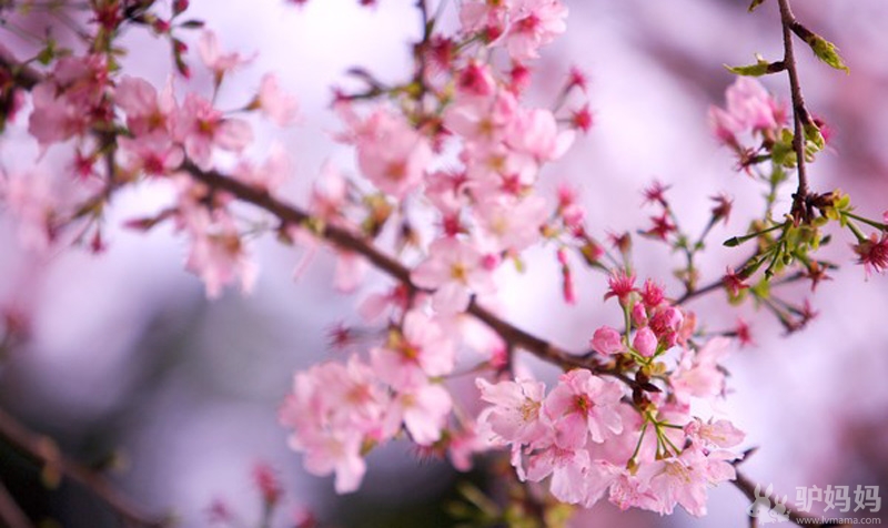 日本樱花旅游 日本九州的樱花烂漫2