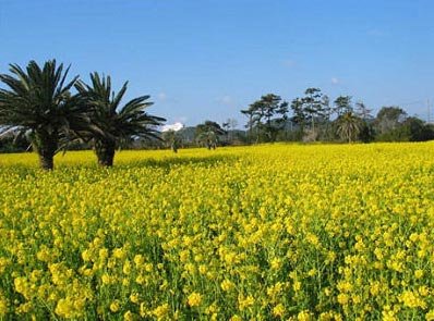 攻略：日本花祭 迷恋单纯的美1
