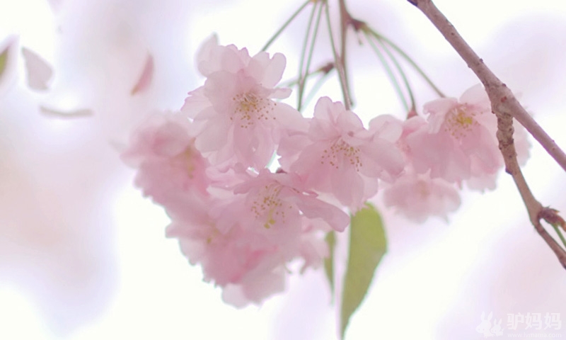 2012日本樱花节 日本樱花全境绽放2