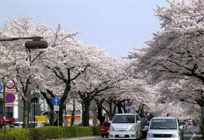 日本樱花:浪漫与凄美3