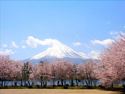 日本樱花:浪漫与凄美2