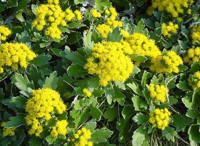 日本花祭 迷恋单纯的美(组图)8