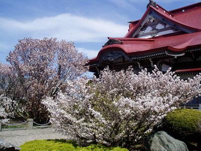 日本樱花:浪漫与凄美5