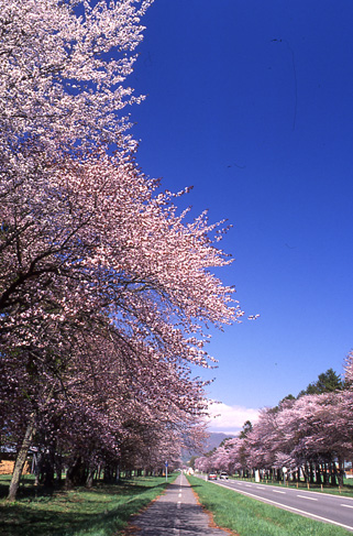 日本樱花:浪漫与凄美6