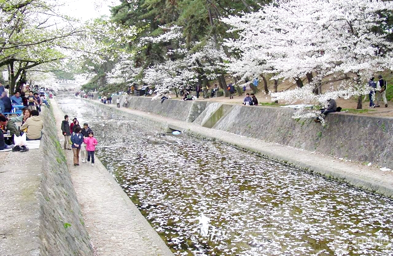 日本樱花旅游 日本九州的樱花烂漫1