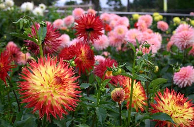 日本花祭 迷恋单纯的美(组图)7