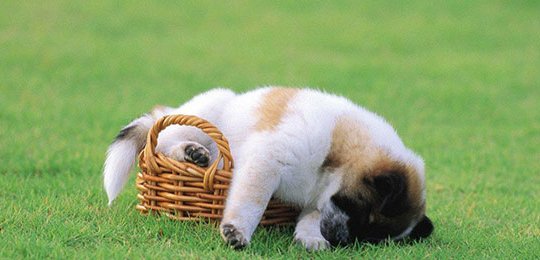 上海永升都市犬俱乐部