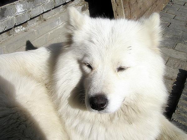 日光、暖风、十二月的南国——爱在西塘38