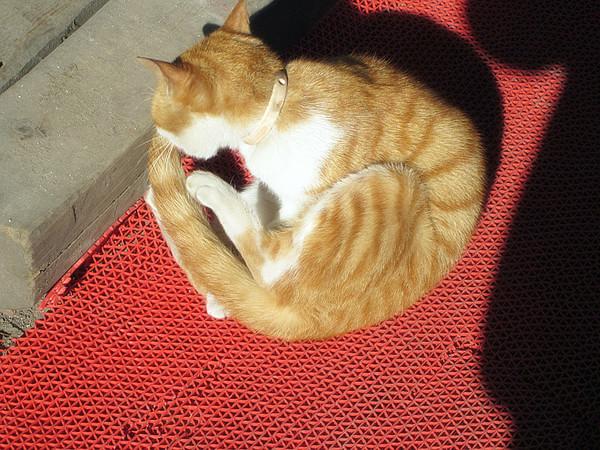 日光、暖风、十二月的南国——爱在西塘53