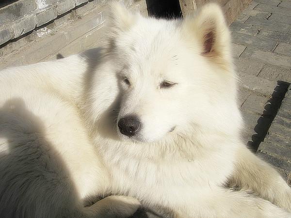 日光、暖风、十二月的南国——爱在西塘37