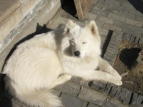 日光、暖风、十二月的南国——爱在西塘36