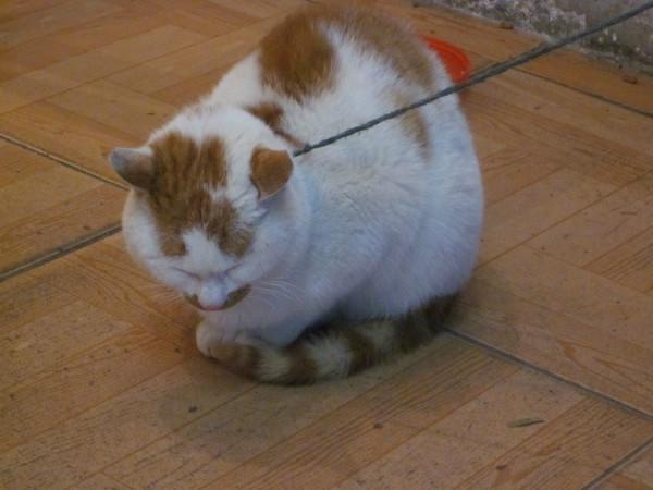 日光、暖风、十二月的南国——爱在西塘55