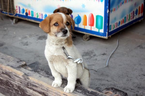 初见西塘——只为最美的相遇5