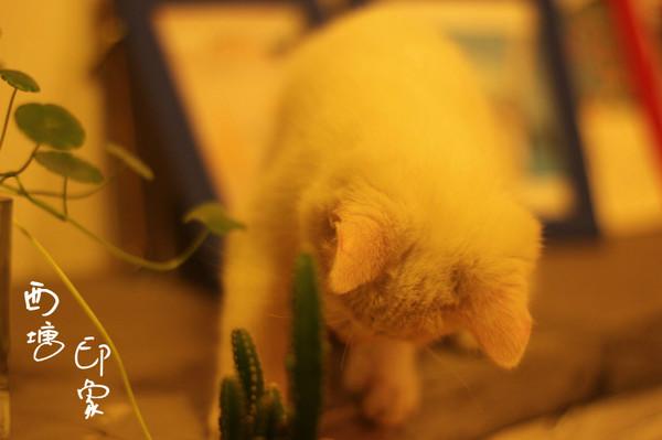 跨年西塘（照片更新完毕）41