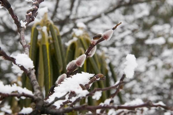 [原]冰天雪地海螺沟11