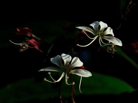 腾冲，腾冲，迟来的救一把！78