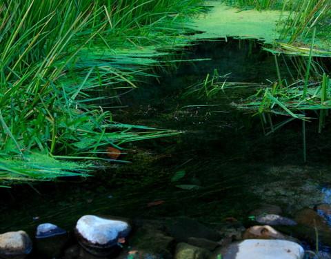 腾冲，腾冲，迟来的救一把！59