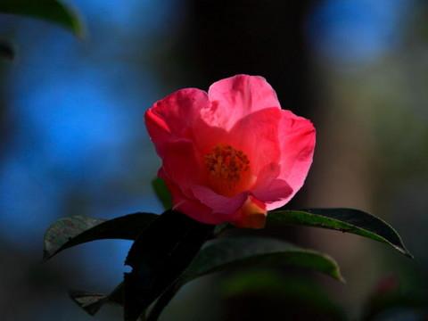 腾冲，腾冲，迟来的救一把！38