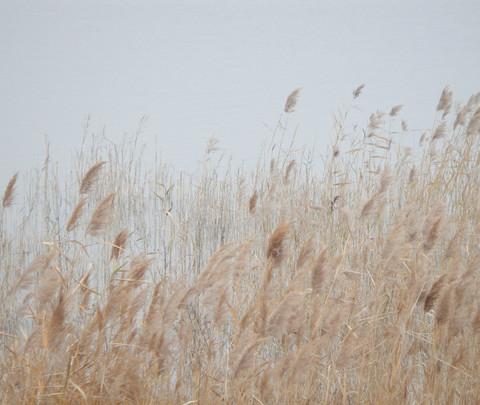 团泊洼，你去过吗？7