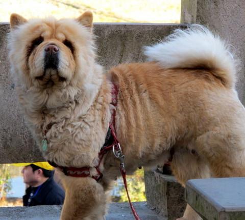 腾冲，腾冲，迟来的救一把！31