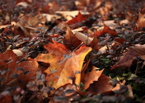 最爱深秋那一抹红6