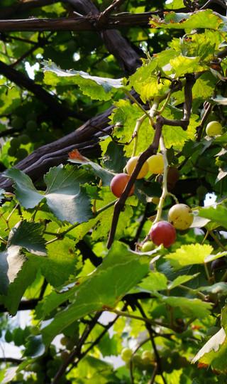 溜达在天津的两天