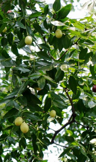 溜达在天津的两天