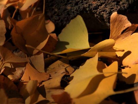 腾冲，腾冲，迟来的救一把！54