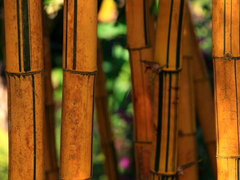 腾冲，腾冲，迟来的救一把！77