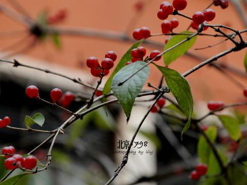 北国印象——京津15