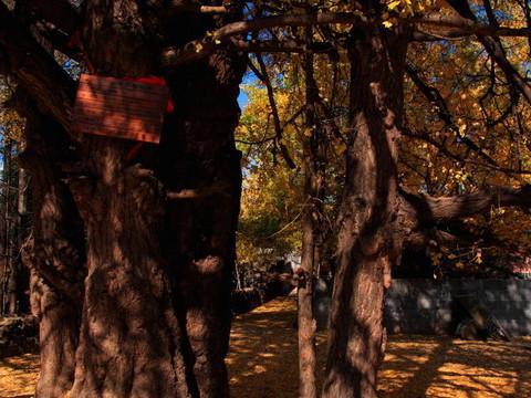 腾冲，腾冲，迟来的救一把！49