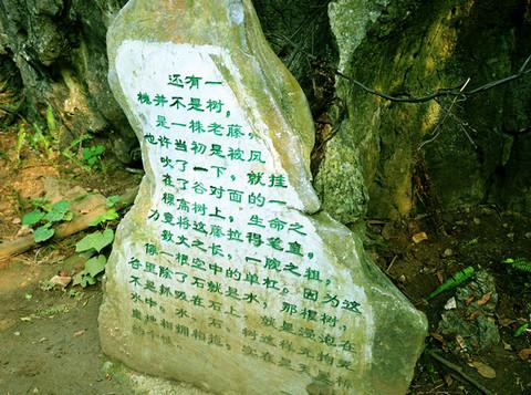 一个人的旅行-多彩贵州11