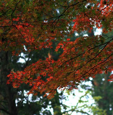 最爱深秋那一抹红2