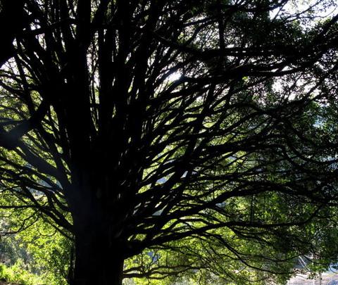 腾冲，腾冲，迟来的救一把！34