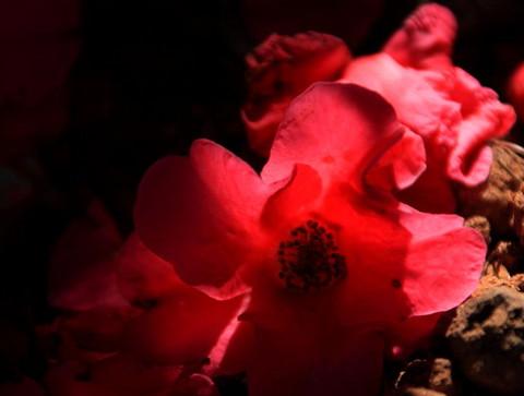 腾冲，腾冲，迟来的救一把！39