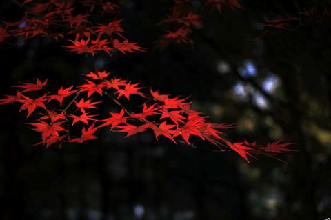 最爱深秋那一抹红13