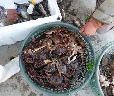 十一海阳赶海3