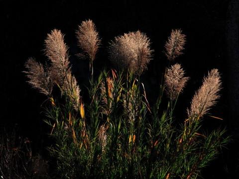 腾冲，腾冲，迟来的救一把！37