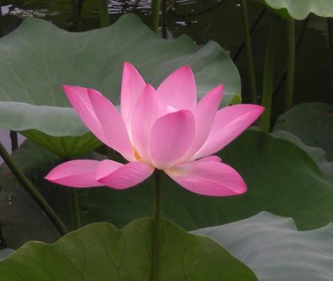 毕业旅行-----------------济南4