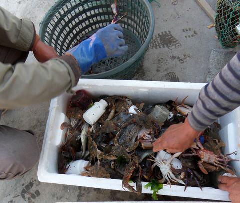 十一海阳赶海2