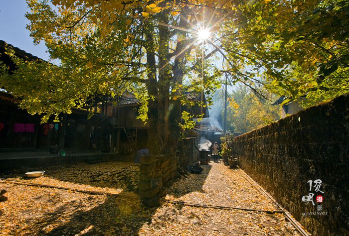 银杏村印象3