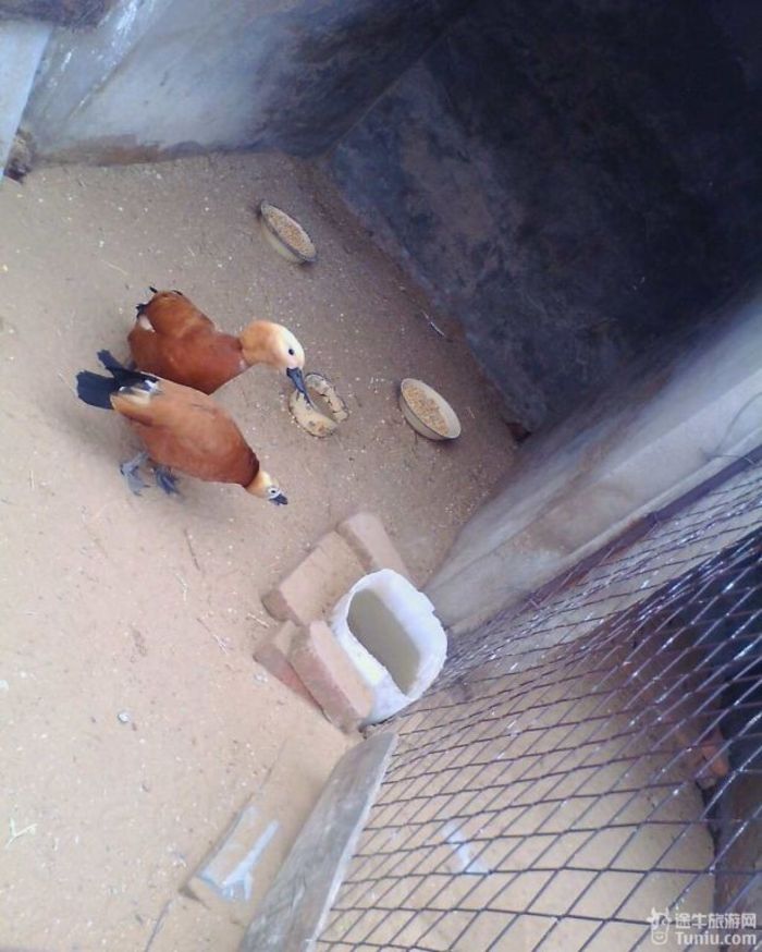 【内蒙古旅游攻略】追寻三毛的灵动~~塞北沙漠，大漠草原28