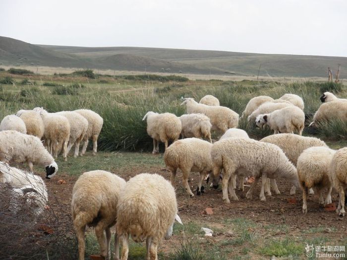 秋游希拉穆仁草原和库布齐沙漠6