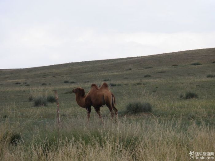 秋游希拉穆仁草原和库布齐沙漠5