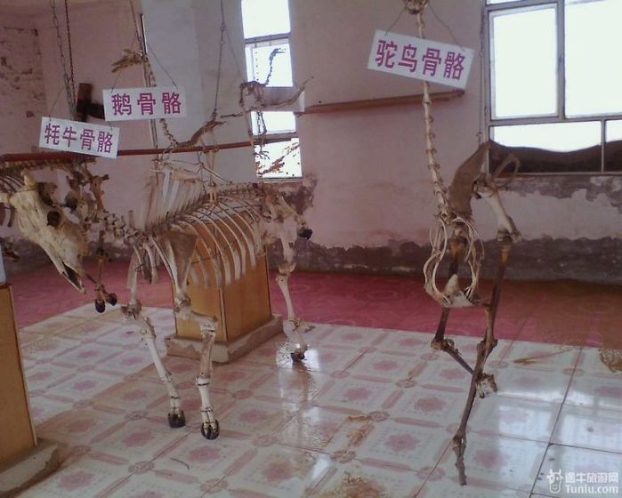 【内蒙古旅游攻略】追寻三毛的灵动~~塞北沙漠，大漠草原29