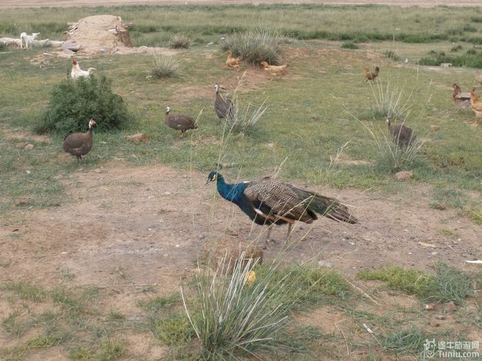 秋游希拉穆仁草原和库布齐沙漠7