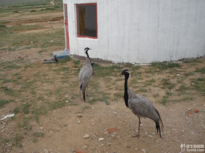 秋游希拉穆仁草原和库布齐沙漠1